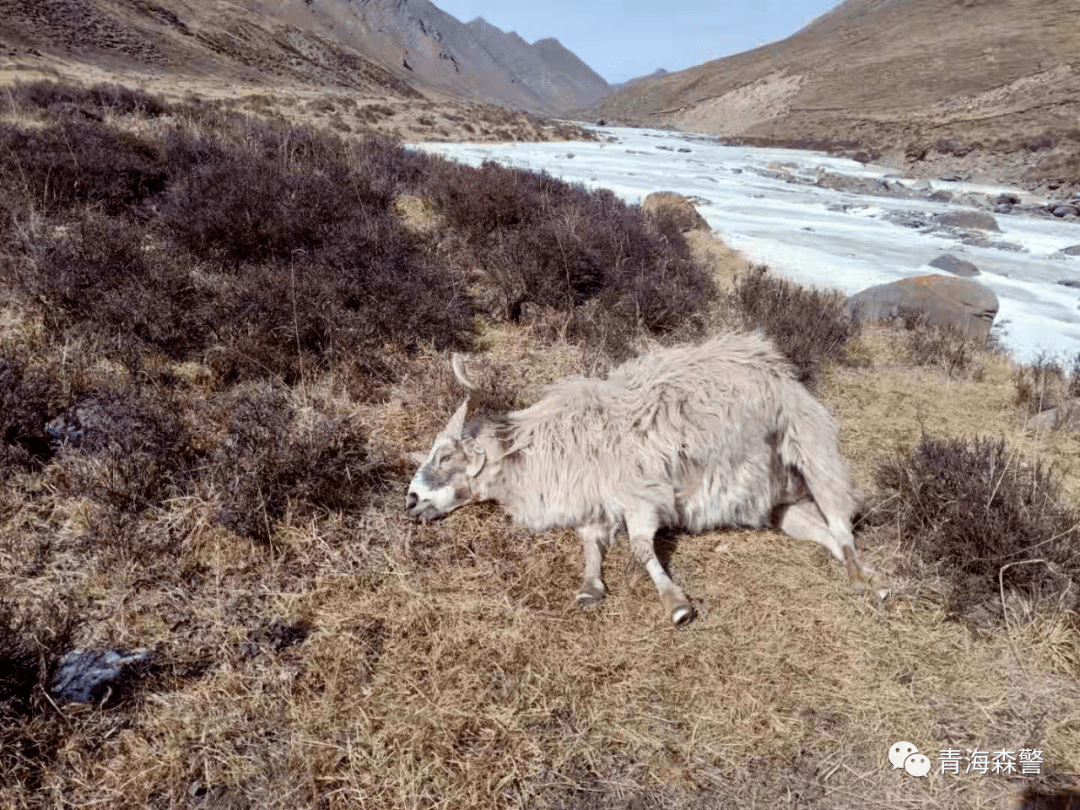 虎扑体育-关于川蜀暴熊队对阵川蜀雪豹队，自行车巡回赛守住胜果，细节决定成败——黑马成最大惊喜的信息